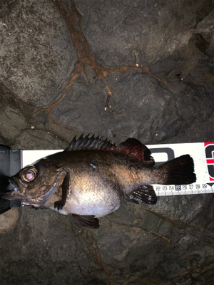 フロートメバリング壱ノ型