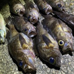 メバリング快調!