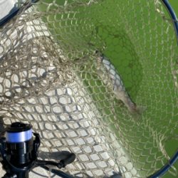 服部緑地、今日暑い。気温が・・・。