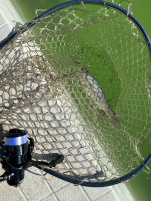 服部緑地、今日暑い。気温が・・・。