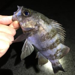 ライトゲームメバル