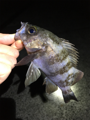 ライトゲームメバル