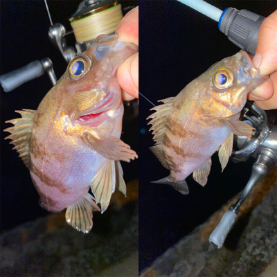 メバリング ‼️