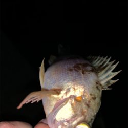 ロックフィッシュ