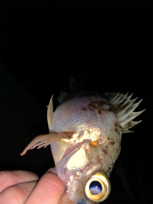 ロックフィッシュ