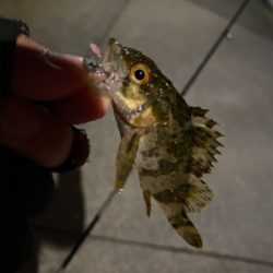 ライトゲーム‼︎