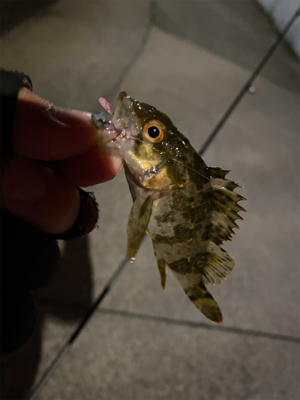 ライトゲーム‼︎