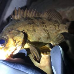 極寒メバリング