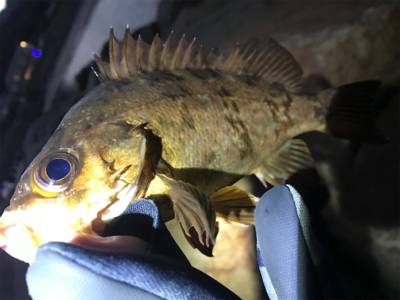 極寒メバリング