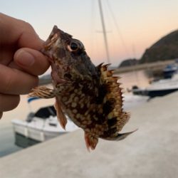 メバリングのはずが