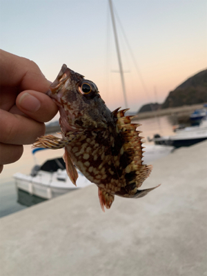 メバリングのはずが