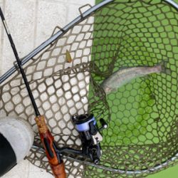 エリアトラウト  ボトムスプール