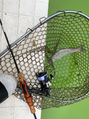 エリアトラウト  ボトムスプール