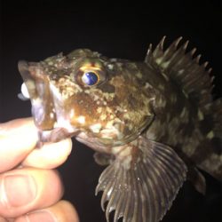 タケノコメバル