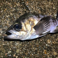 漁港内メバリング