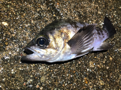 漁港内メバリング