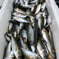 知り合いの船でアジ釣りに！