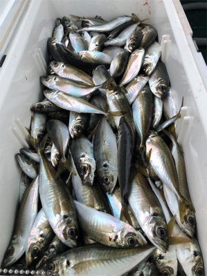 知り合いの船でアジ釣りに！