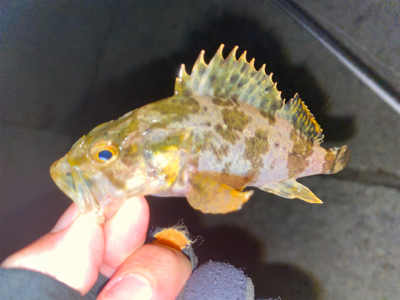 短時間ライトゲーム