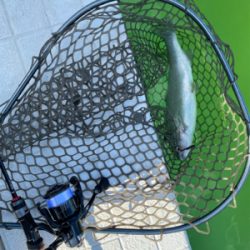 服部緑地で放流魚を釣りました。