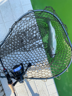 服部緑地で放流魚を釣りました。