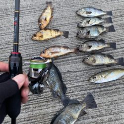 アジング、メバリング