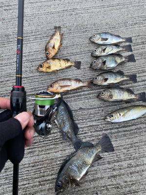 アジング、メバリング