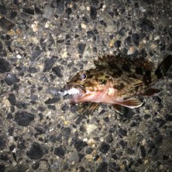 ガシラ、タケノコ