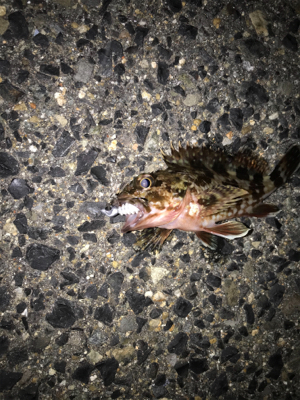 ガシラ、タケノコ