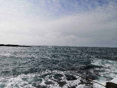 アオリヤエンでゲット