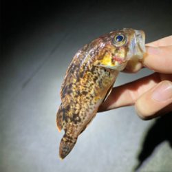 常夜灯プラッギング