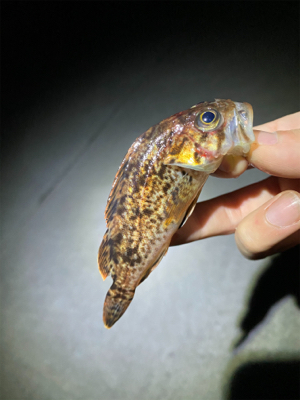 常夜灯プラッギング