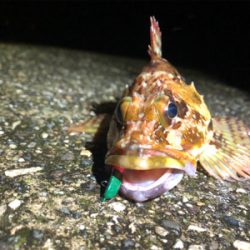 カサゴと豆アジ