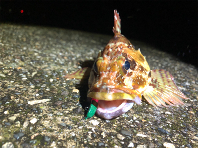 カサゴと豆アジ