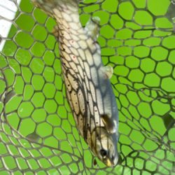 トラウト最高‼︎