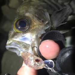 プラッキングメバル