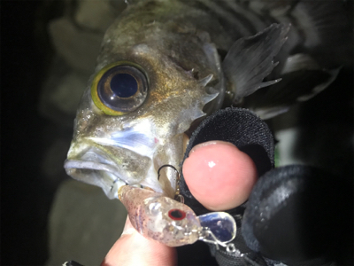 プラッキングメバル