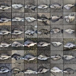 イチノ兄弟、釣果！