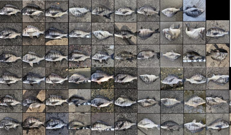 イチノ兄弟、釣果！