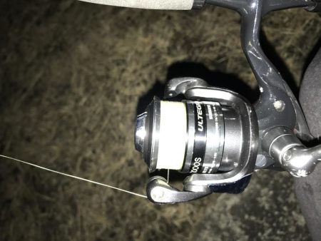 良型キビレ連発