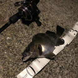 アジングって一体…