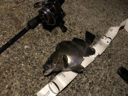 アジングって一体…