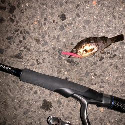 ガシリング！！