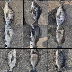 イチノ兄弟、釣果!