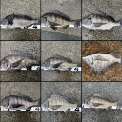 イチノ兄弟、釣果!