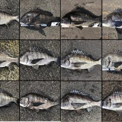 イチノ兄弟、釣果！