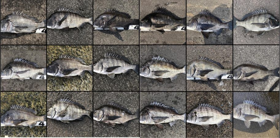 イチノ兄弟、釣果！