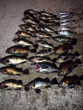 メバル好調！！