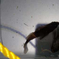 暖かさに我慢出来ず