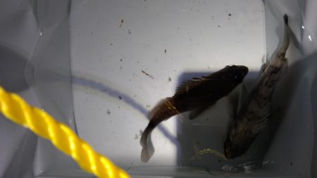 暖かさに我慢出来ず